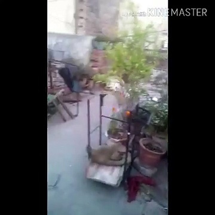 घर का पहरेदार