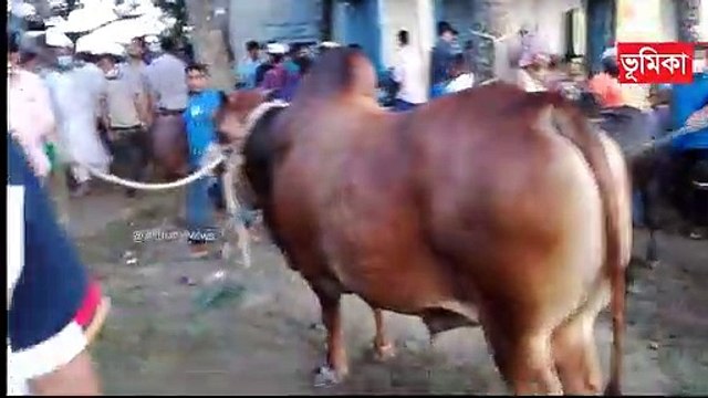 মাঝারি সাইজের গরু - Gabtoli gorur haat 2021 - জমে উঠেছে কুরবানী গরু ২০২১ হাট হাটে গরু বেচাকেনা চলছে