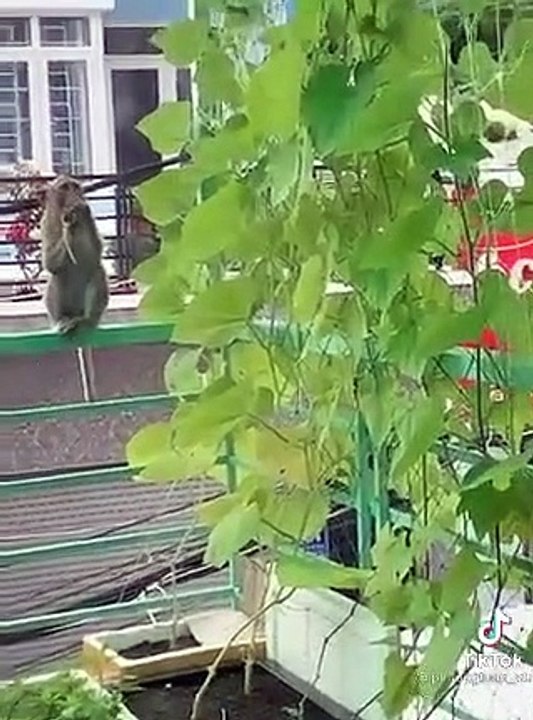 Khỉ đột nhập vào nhà dân