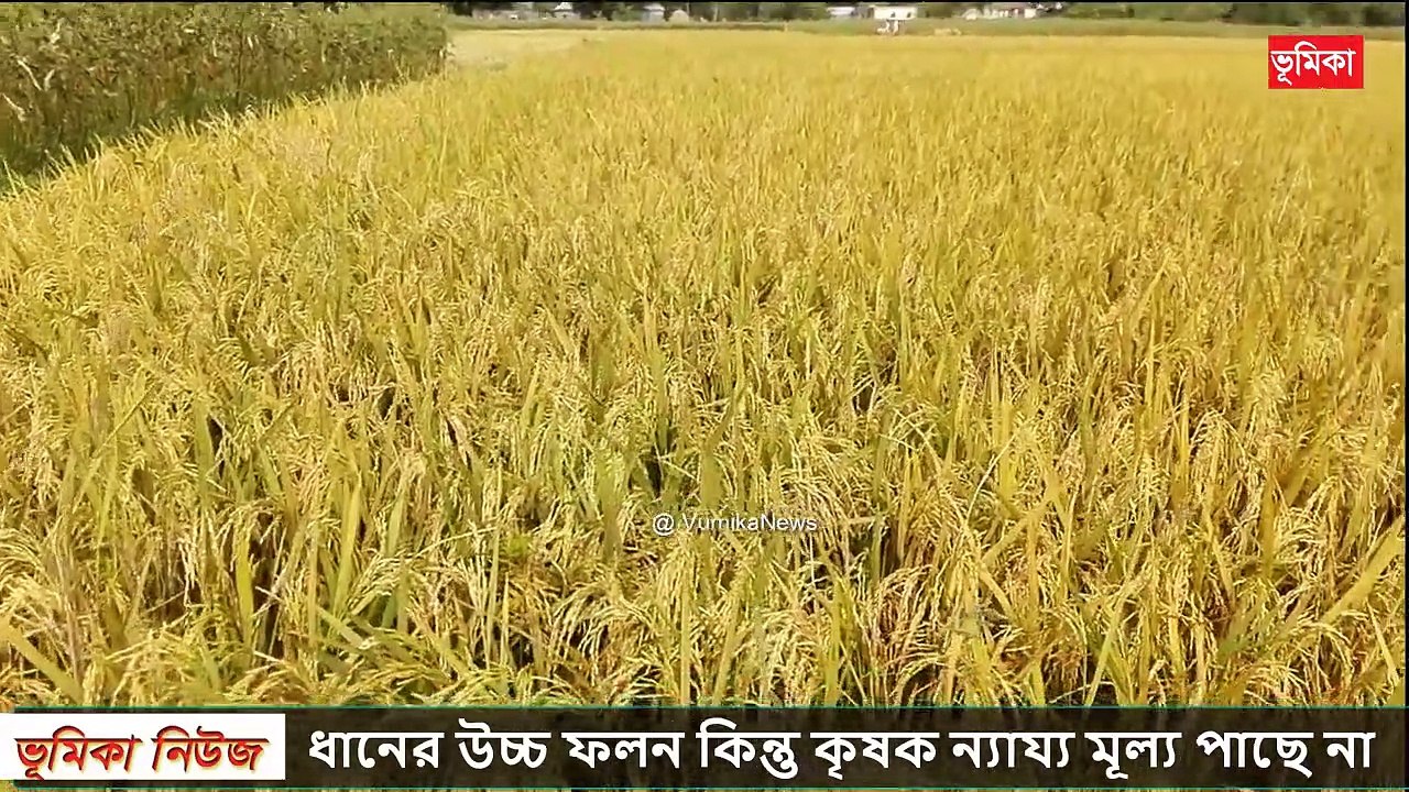 ধানের উচ্চ ফলন কিন্তু কৃষক ন্যায্য মূল্য পাছে না দেশ জু ড়ে তোলপাড়  _ Vumika Agro Fram