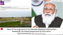Massive Blackbuck Herd Spotted In Gujarat, PM Narendra Modi Tweets Praise