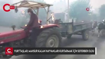 Yurttaşlar, mahsur kalan havyanları kurtarmak için seferber oldu