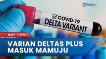 Covid 19 Varian Delta Plus Sudah Masuk ke Mamuju, Dinas Kesehatan Sulawesi Barat Sebut Tak Tahu