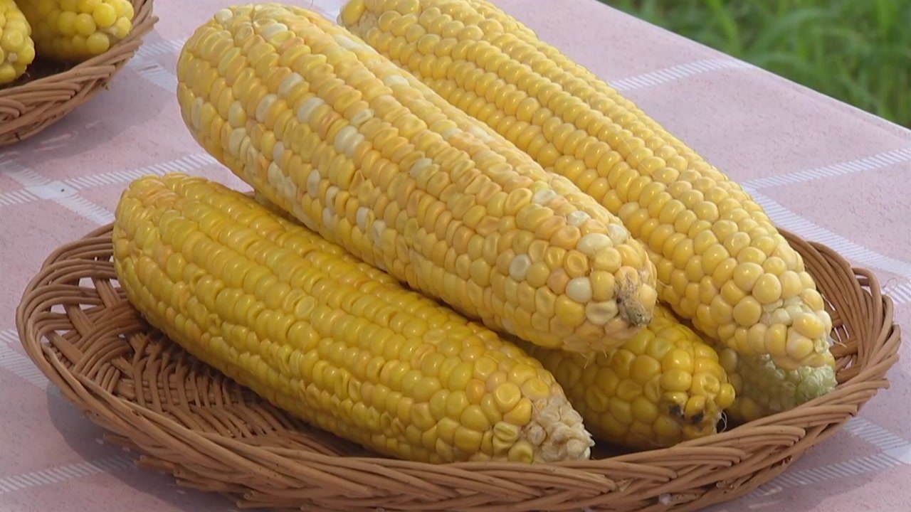 [녹색] 날로 먹는 생옥수수...여름 간식엔 옥수수가 최고 / YTN