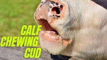 Calf Chewing Cud | Cud Chewing | Kingdom Of Awais