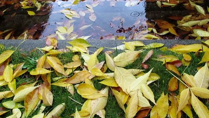 枯れ葉　by海上浩二