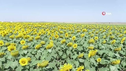 Gündöndüler Tekirdağ'ı sarıya boyadı