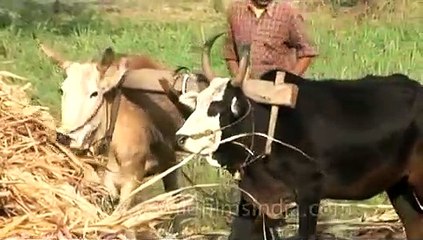 Indian farming_ Ploughing
