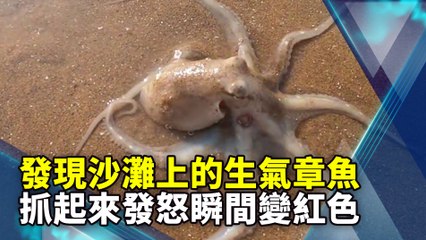 發現沙灘上的生氣章魚 抓起來發怒瞬間變紅色