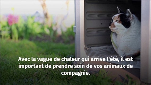 Vague de chaleur : Comment garder votre animal au frais