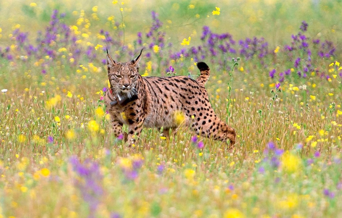 Iberischer Luchs vermehrt sich wieder