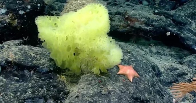 Les répliques parfaites de Bob l'éponge et Patrick l'étoile de mer ont été découvertes dans l'océan Atlantique