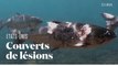Aux Etats-Unis, des saumons rouges blessés par la chaleur de l'eau