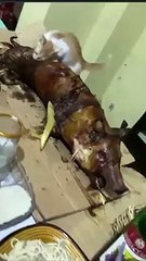 lechon kinain ng pusa