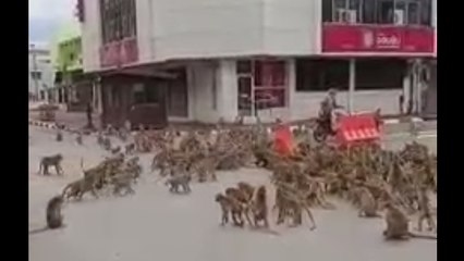 রাস্তার মাঝে খাবার নিয়ে বচসা বাঁধালো দুই দল বাঁদরের |oneindia Bengali