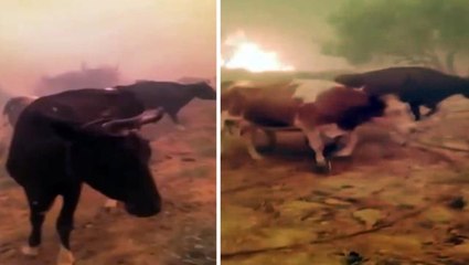 Yangının ortasında kalan hayvanlarına böyle yalvardı: Ne olursunuz gitmeyin