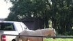 Rescue Horse Uses Truck as Scratching Post