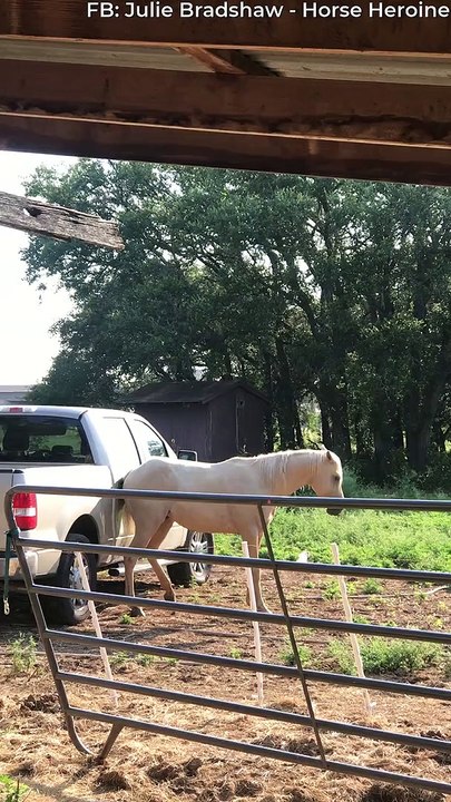 Rescue Horse Uses Truck as Scratching Post