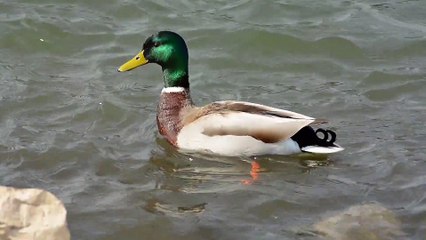 Duck swimming in water