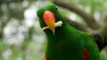 Parrot eating close up