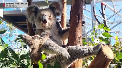 Koala született egy ausztrál állatkertben