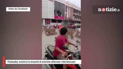 Thailandia, scontro tra branchi di scimmie affamate: città bloccata