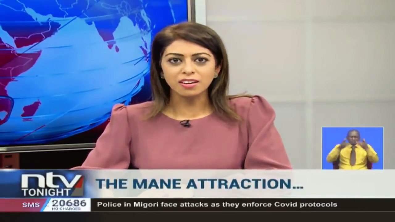 Kenya: Découvrez les images d'un lion qui sème la panique dans quartier résidentiel de Nairobi après s'être échappé du parc national de la capitale