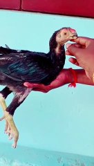 Parrot beak aseel young chicks 0529 and long Tail