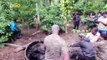 Must See! Baby Elephant Saved by Fully Grown Elephant After Falling Into a Well