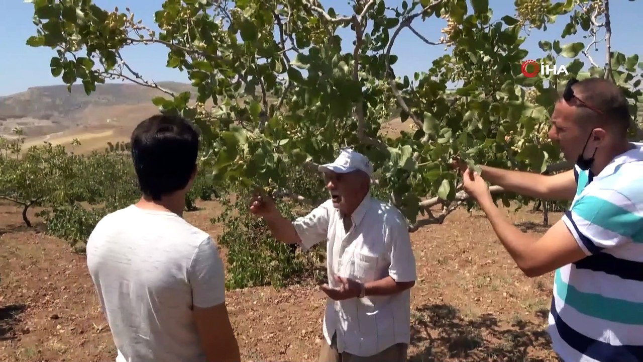 Kuraklık fıstığı vurdu, ziraat mühendisleri bağ ve bahçelere indi