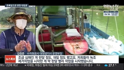 초록물감 풀어 놓은 듯…폭염에 대청호 녹조 비상