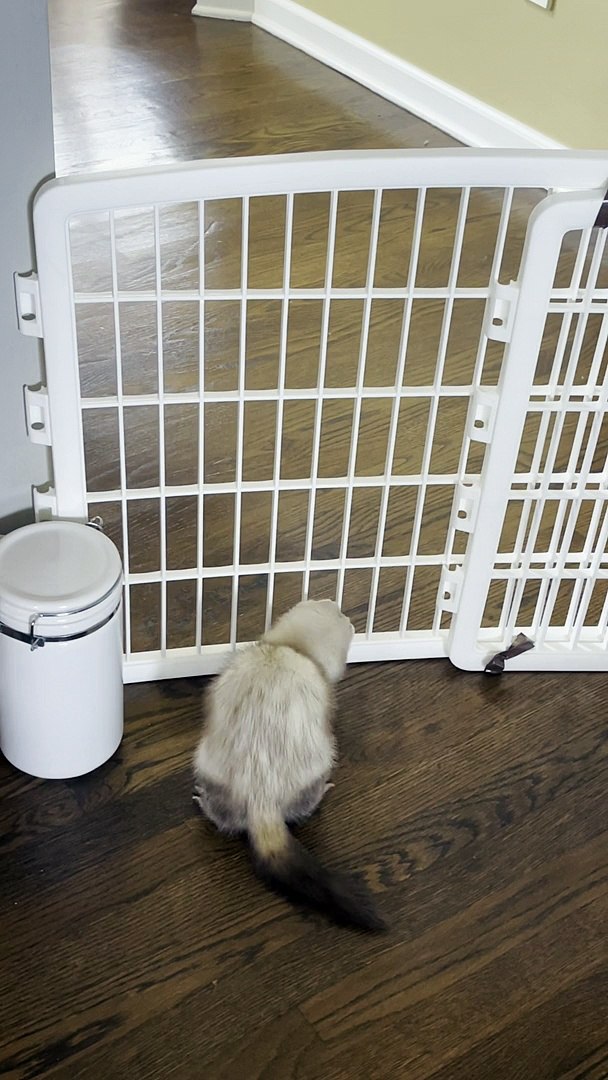 ⁣Fuzzy Ferret Flows Through Fence