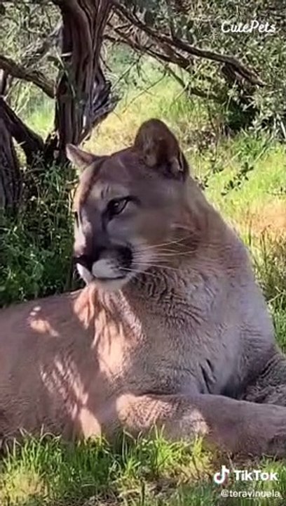 “His paws ? ADORABLE ! His ears ? ADORABLE !“ TikTok Trend - Cutest Animals On TikTok #16