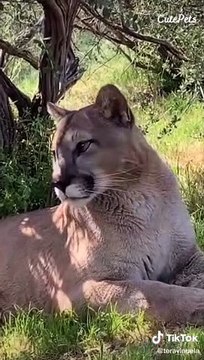 “His paws ? ADORABLE ! His ears ? ADORABLE !“ TikTok Trend - Cutest Animals On TikTok #16