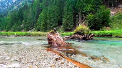 Relaxing Nature Sounds _ background music with bird singing