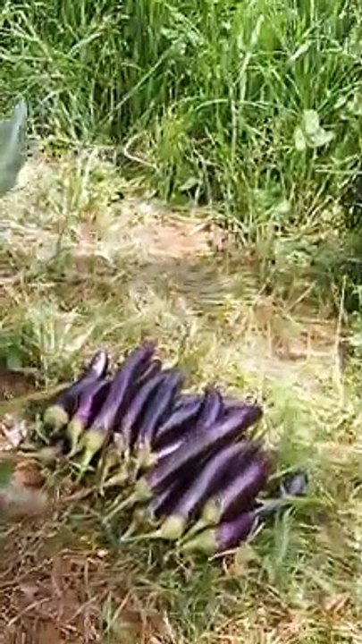 #my letle farm