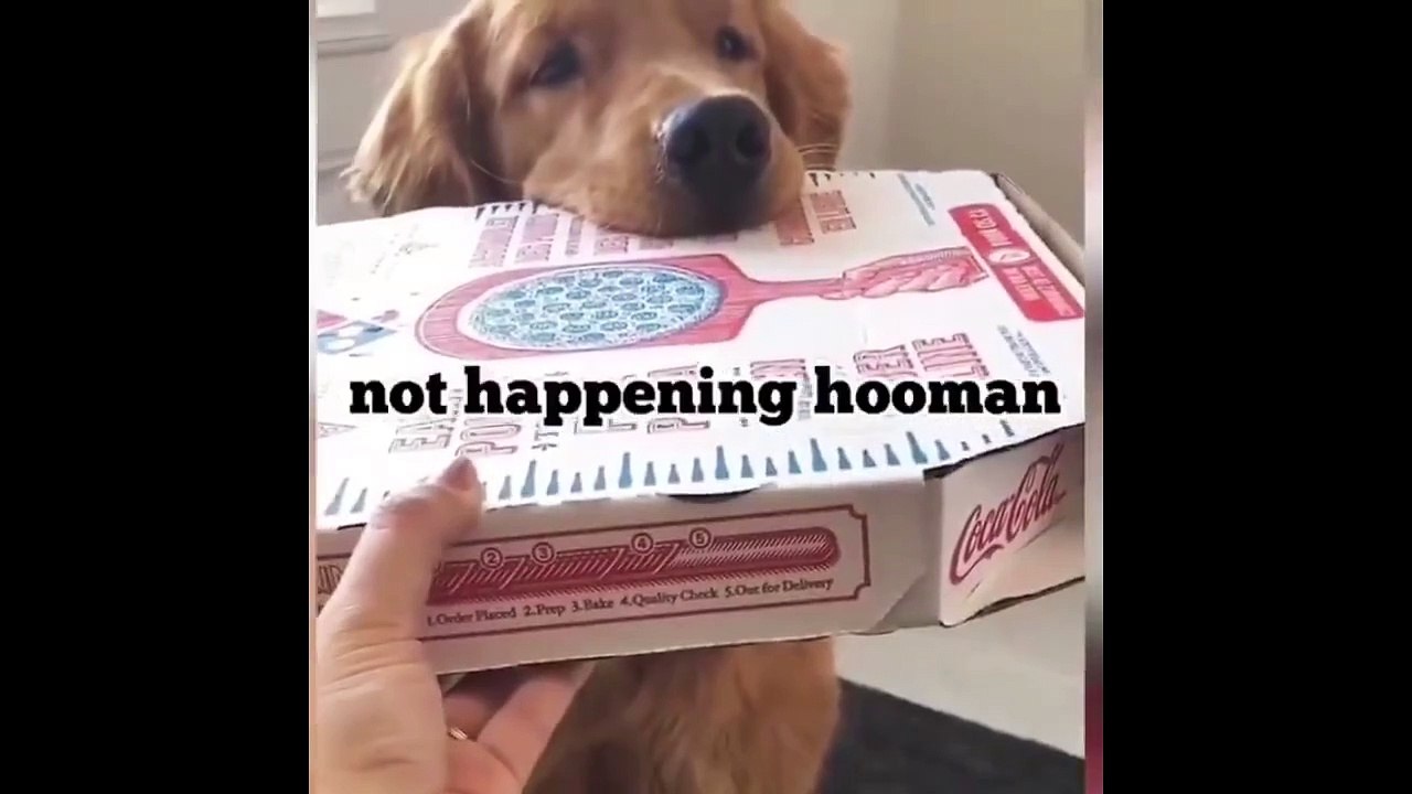 Funny and Cute Golden Retriever Puppies Compilation #3 - Cutest Golden Retriever