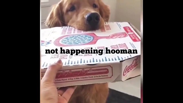 Funny and Cute Golden Retriever Puppies Compilation #3 - Cutest Golden Retriever