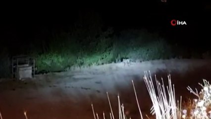 Aç kalan ayılar mezbahaneye indi