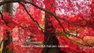 Beautiful Reddish Autumn Leaves-HD(Maple Tree Leaves)