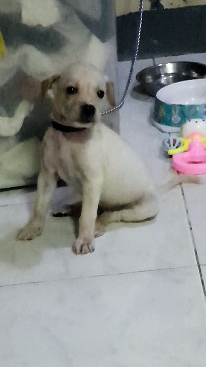 galit na xa