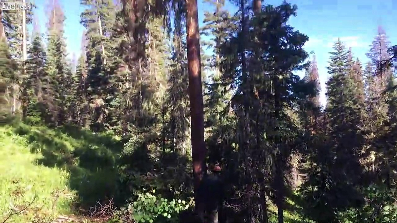 Ce bucheron coupe l'arbre et la lame de sa tronçonneuse