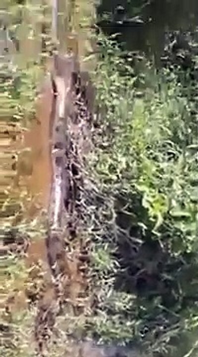 Ces brésiliens découvrent une belle bête en pleine foret... Anaconda monstrueux