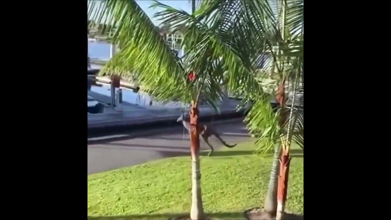 Un kangourou se balade dans une marina et ne voit pas le trou... plouf