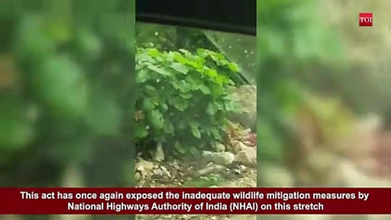 Maharashtra Pench tiger jumps crash barrier