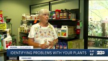 Growing Your Garden: Identifying problems with your plants