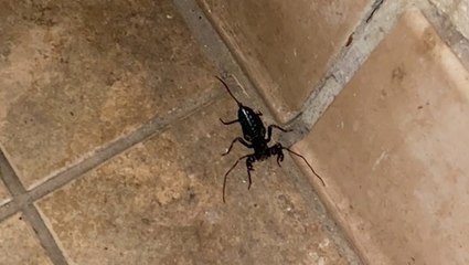 Rain bringing out 'acid shooting land lobsters'