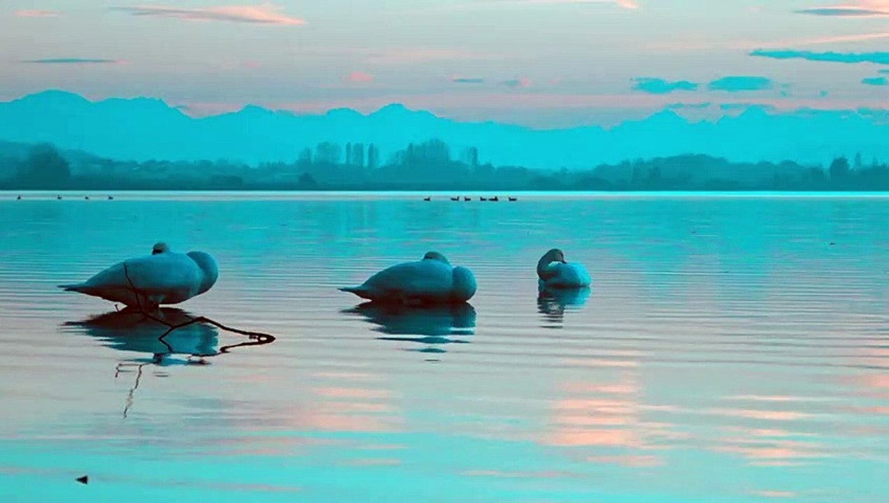 Pexels Videos 2846