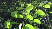 There Are Two Words That Instill Terror in the Heart of Any Gardener: Japanese Knotweed