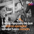 #TBT: El último tigre de Tasmania 